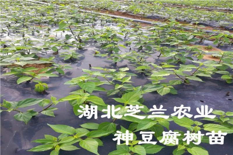 观音豆腐树苗哪里有卖咨询湖北神仙豆腐树苗批发市场