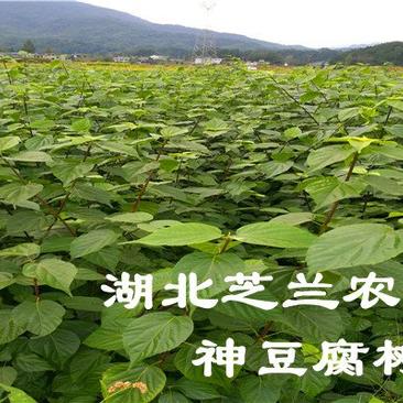 观音豆腐树苗哪里有卖咨询湖北神仙豆腐树苗批发市场