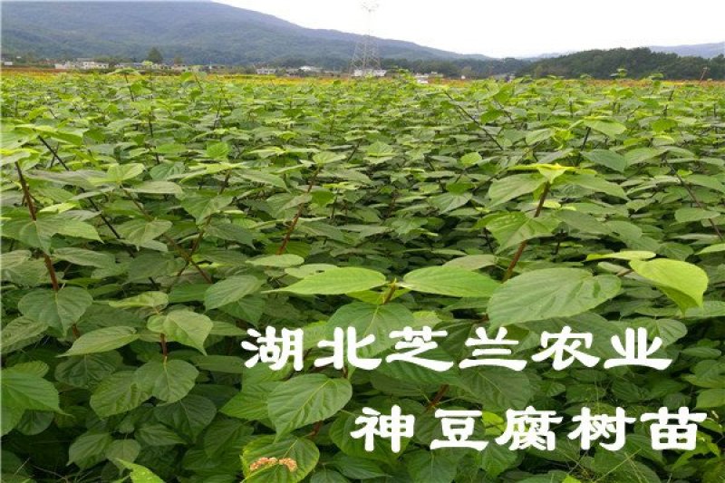 观音豆腐树苗哪里有卖咨询湖北神仙豆腐树苗批发市场