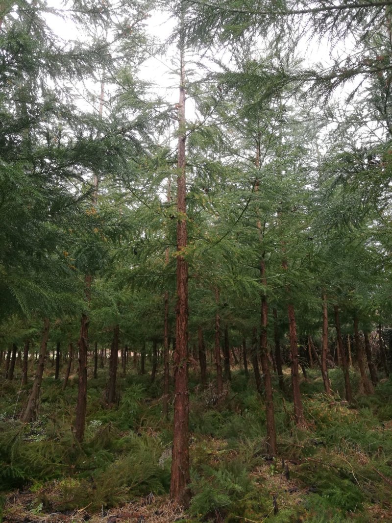 胸径8公分柳杉树种苗
