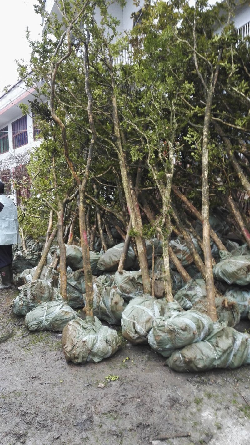地径5-8公分瓜子黄杨树小叶黄杨