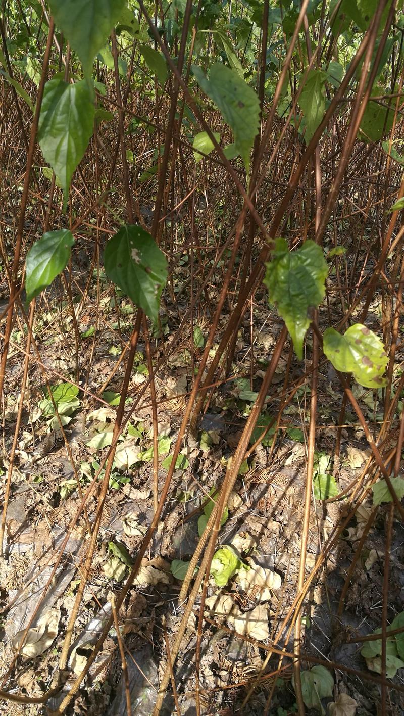 湖北神仙豆腐树苗基地批量供应观音豆腐树苗臭黄金树