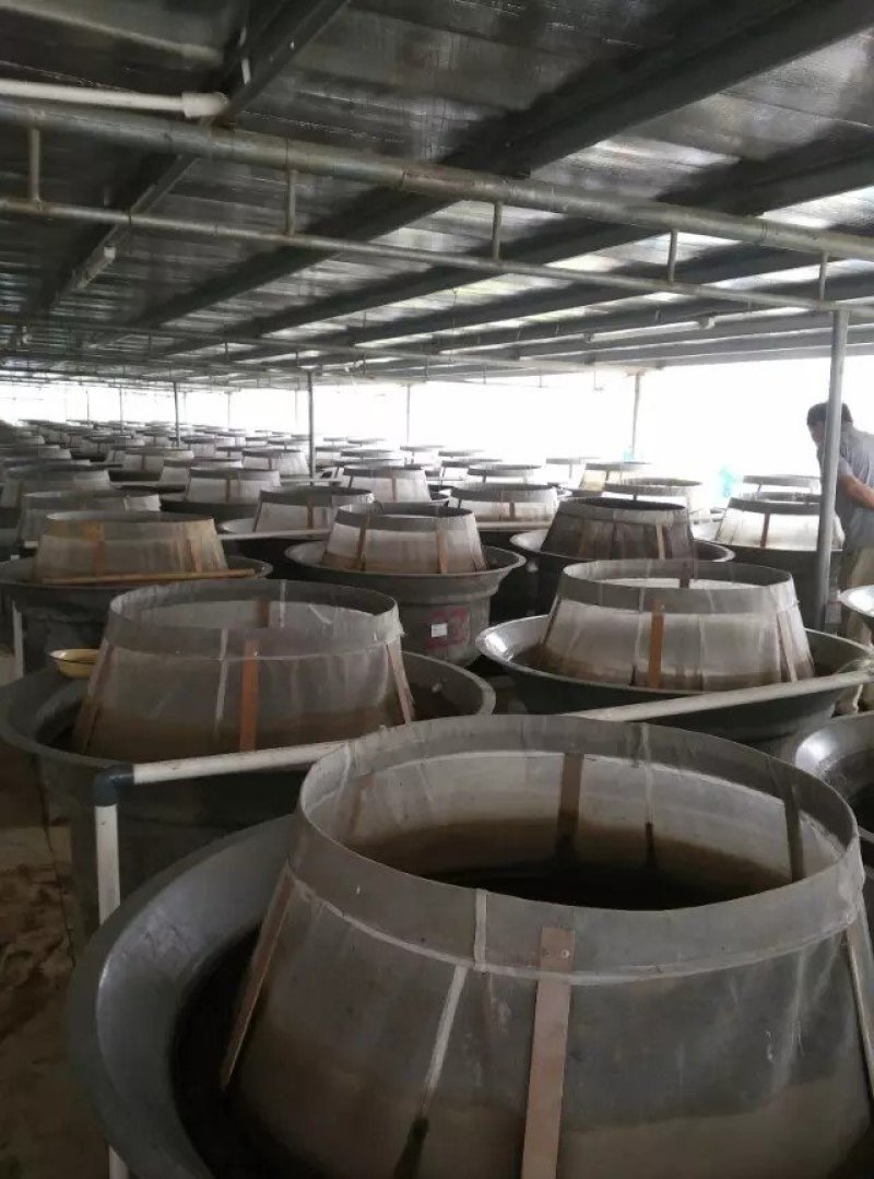 大量出售青鱼苗(螺丝青)，青鱼水花，青鱼夏花寸苗