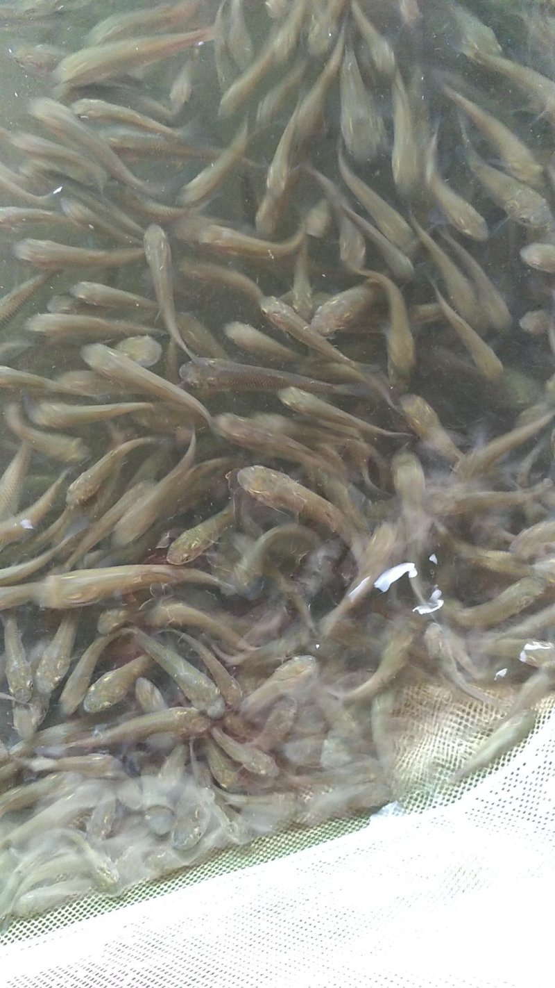 大量出售青鱼苗(螺丝青)，青鱼水花，青鱼夏花寸苗
