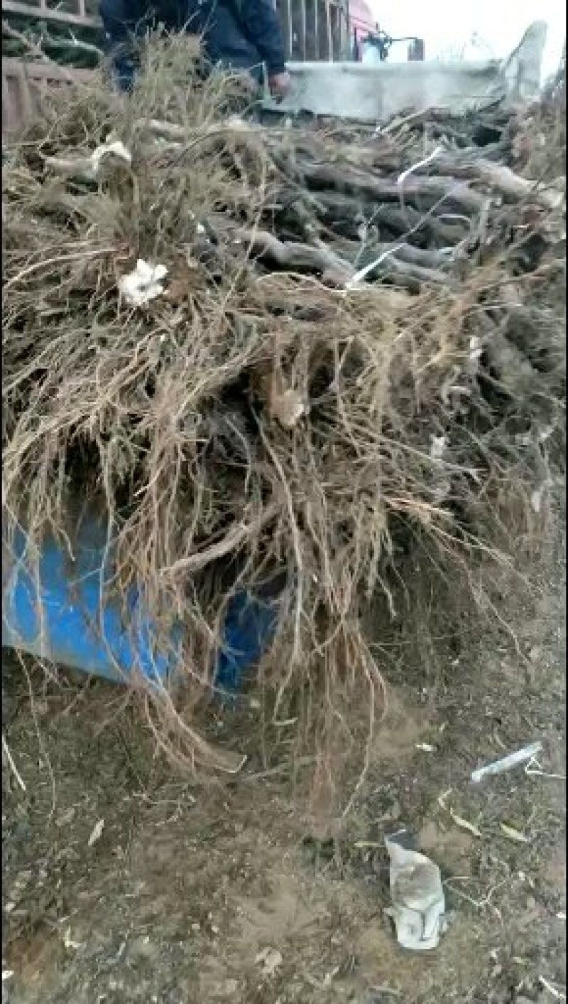占地葡萄树2-4公分葡萄苗