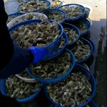 皮皮虾(爬虾，虾虎)