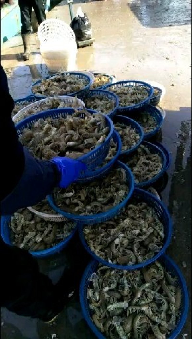 皮皮虾(爬虾，虾虎)