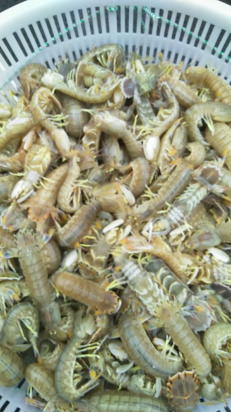 皮皮虾(爬虾，虾虎)