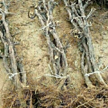 占地葡萄树2-4公分葡萄苗