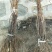 占地葡萄树2-4公分葡萄苗