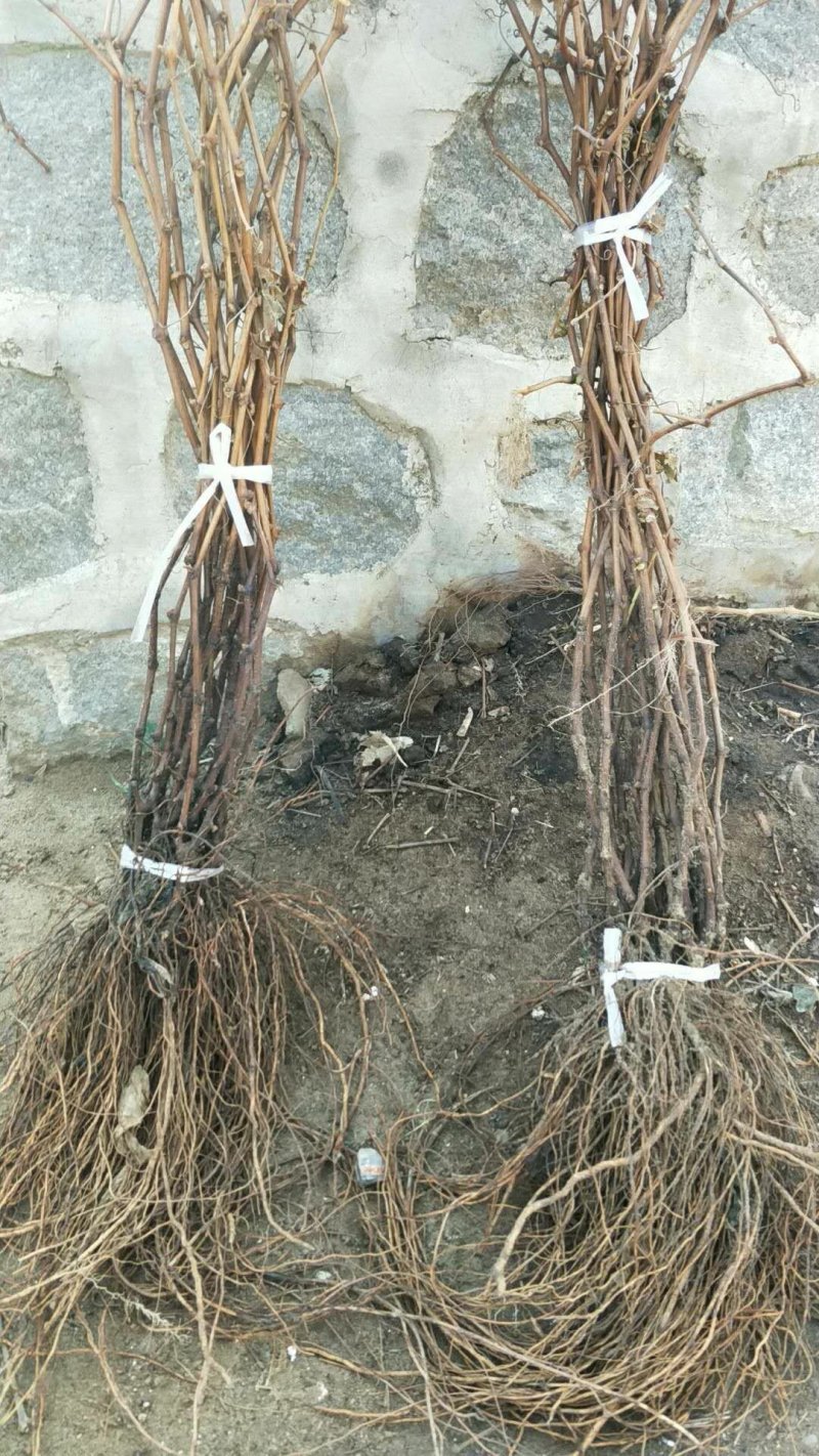占地葡萄树2-4公分葡萄苗