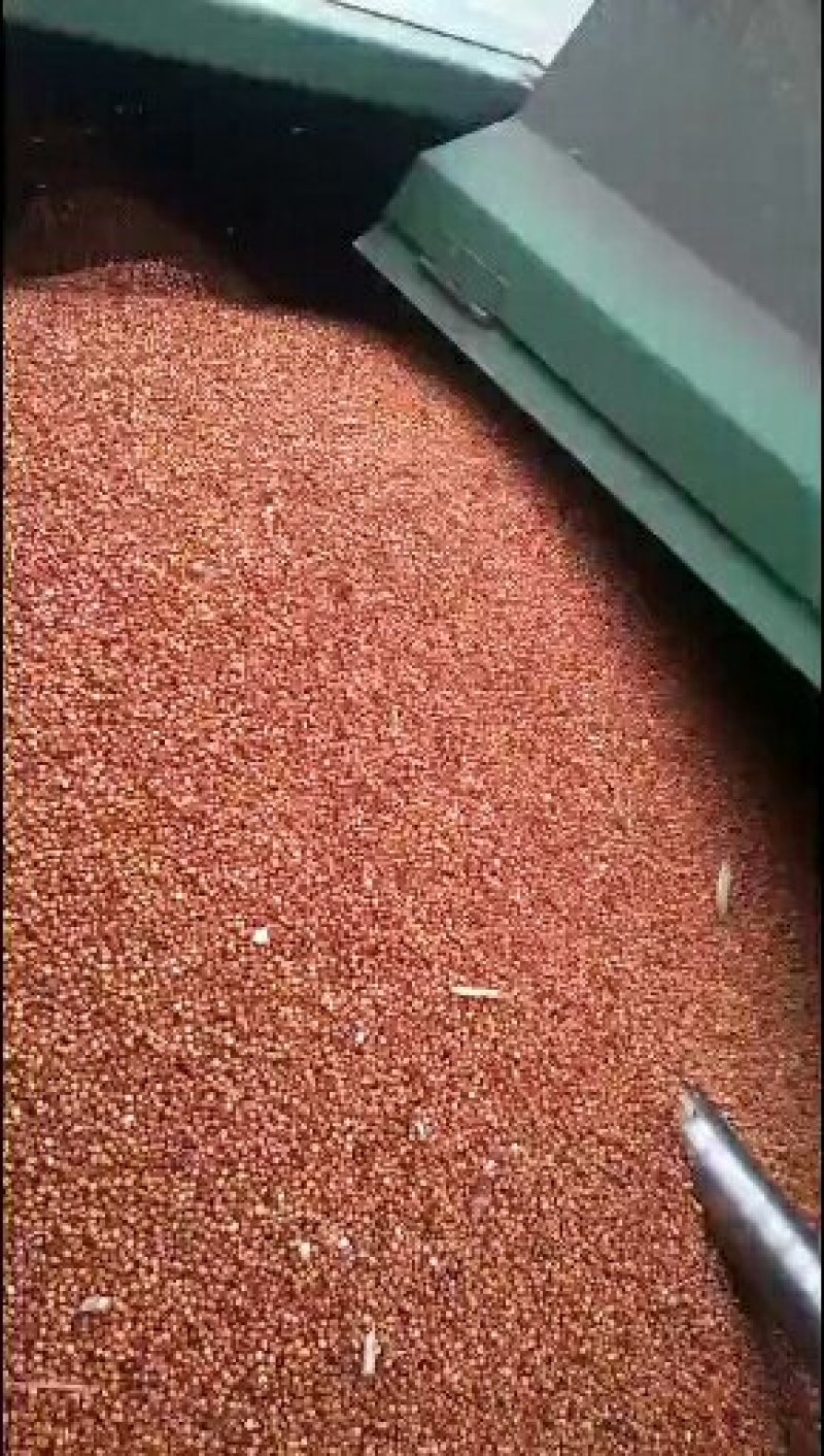 红樱子，红茅六号