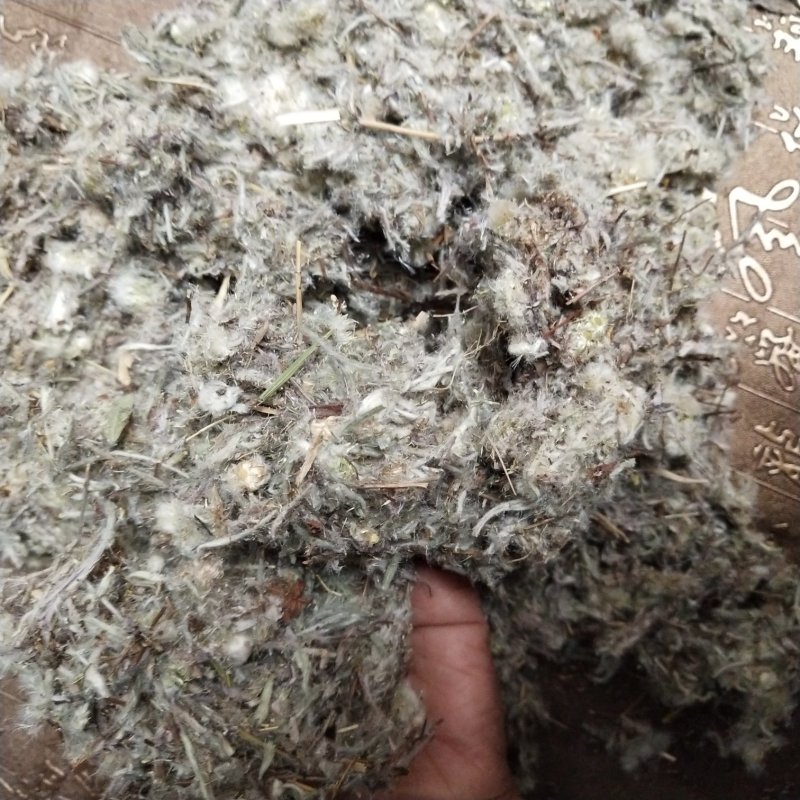 老头草