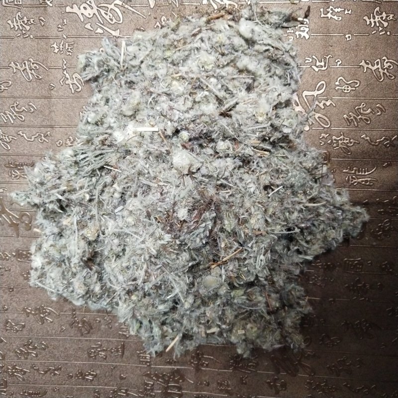 老头草