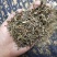 半枝莲头茬全草