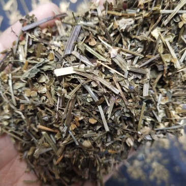 半枝莲头茬全草