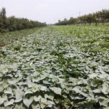 红薯淀粉