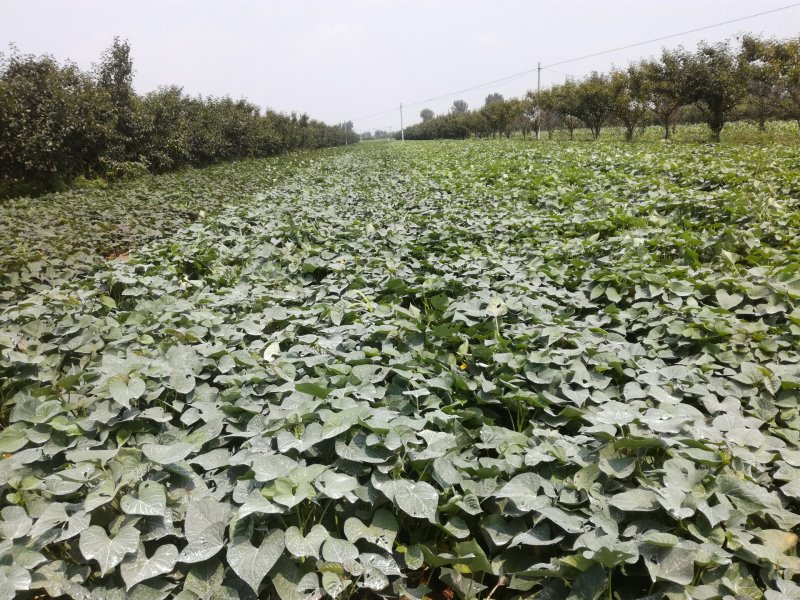 红薯淀粉