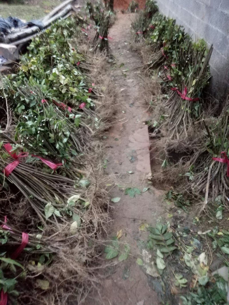 江西中花吴茱萸扦插苗，当年挂果苗，也叫茶辣子