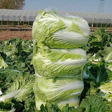 白菜，鲜菜，5至8斤，净菜，黄心菜，大棚鲜菜，量大