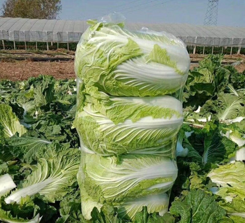 白菜，鲜菜，5至8斤，净菜，黄心菜，大棚鲜菜，量大