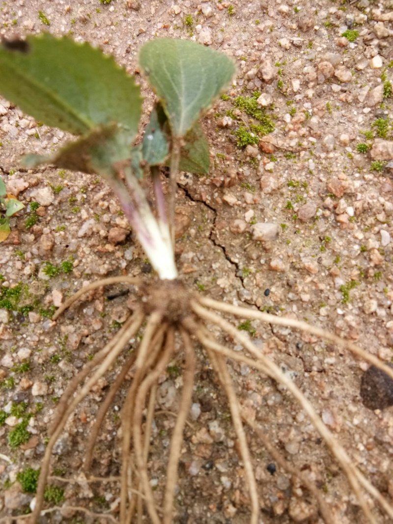 苍术种苗