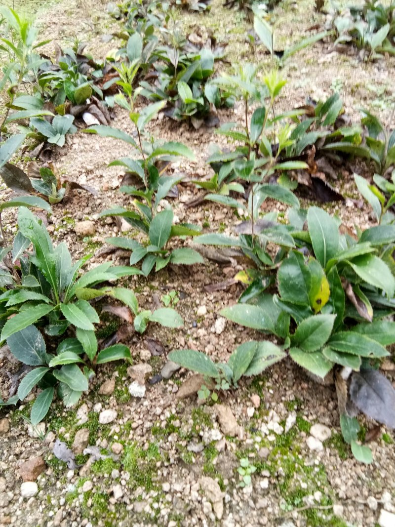 苍术种苗