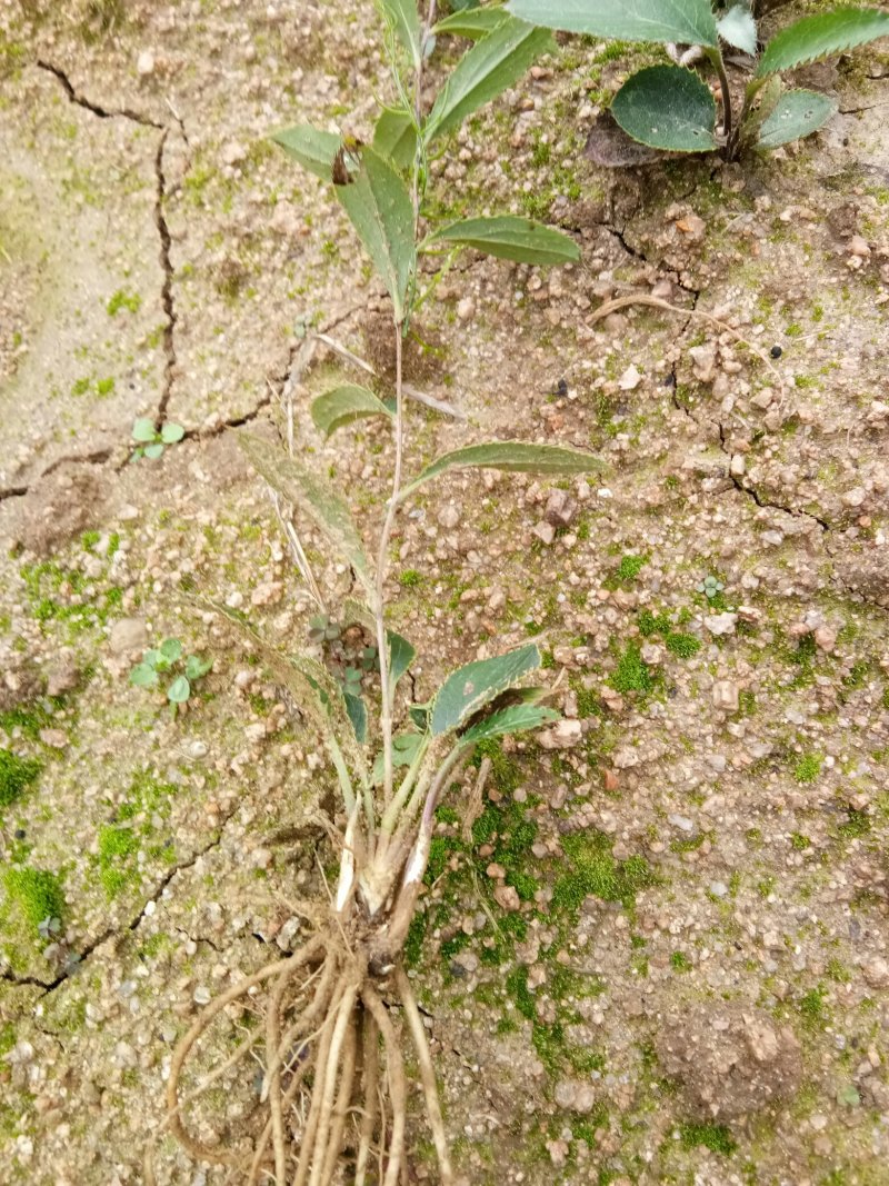 苍术种苗