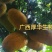 九月黄苗选育改良巨果新品种产量高耐储存耐运输