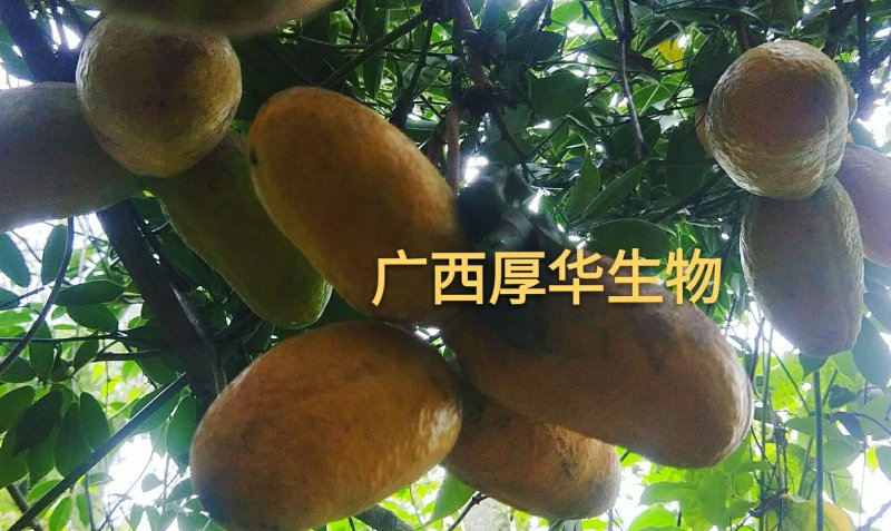 九月黄苗选育改良巨果新品种产量高耐储存耐运输