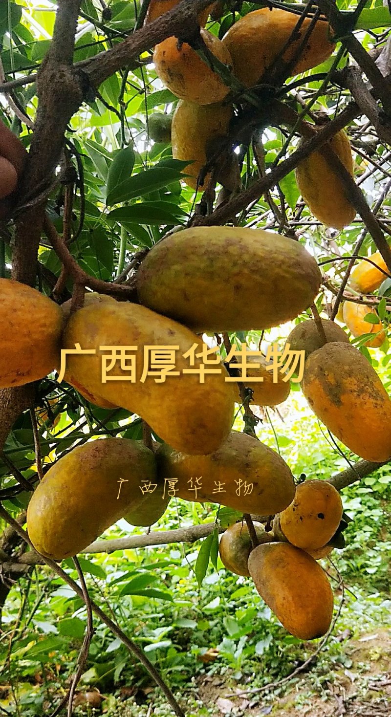 九月黄苗选育改良巨果新品种产量高耐储存耐运输