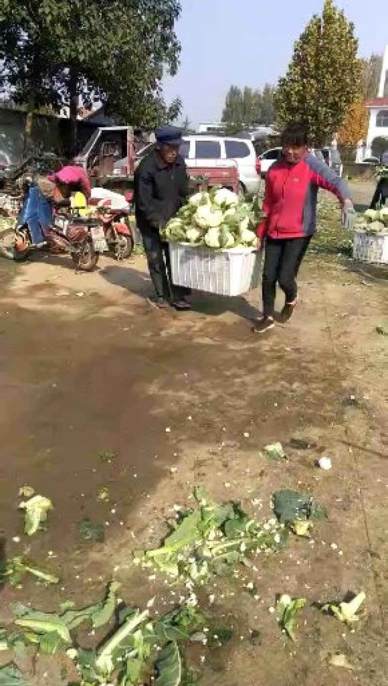 山东白面青梗有机松散花产地批发，可视频看货，支持发货