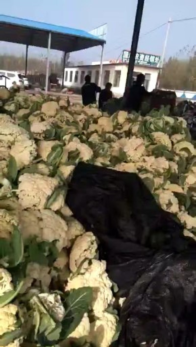 山东白面青梗有机松散花产地批发，可视频看货，支持发货