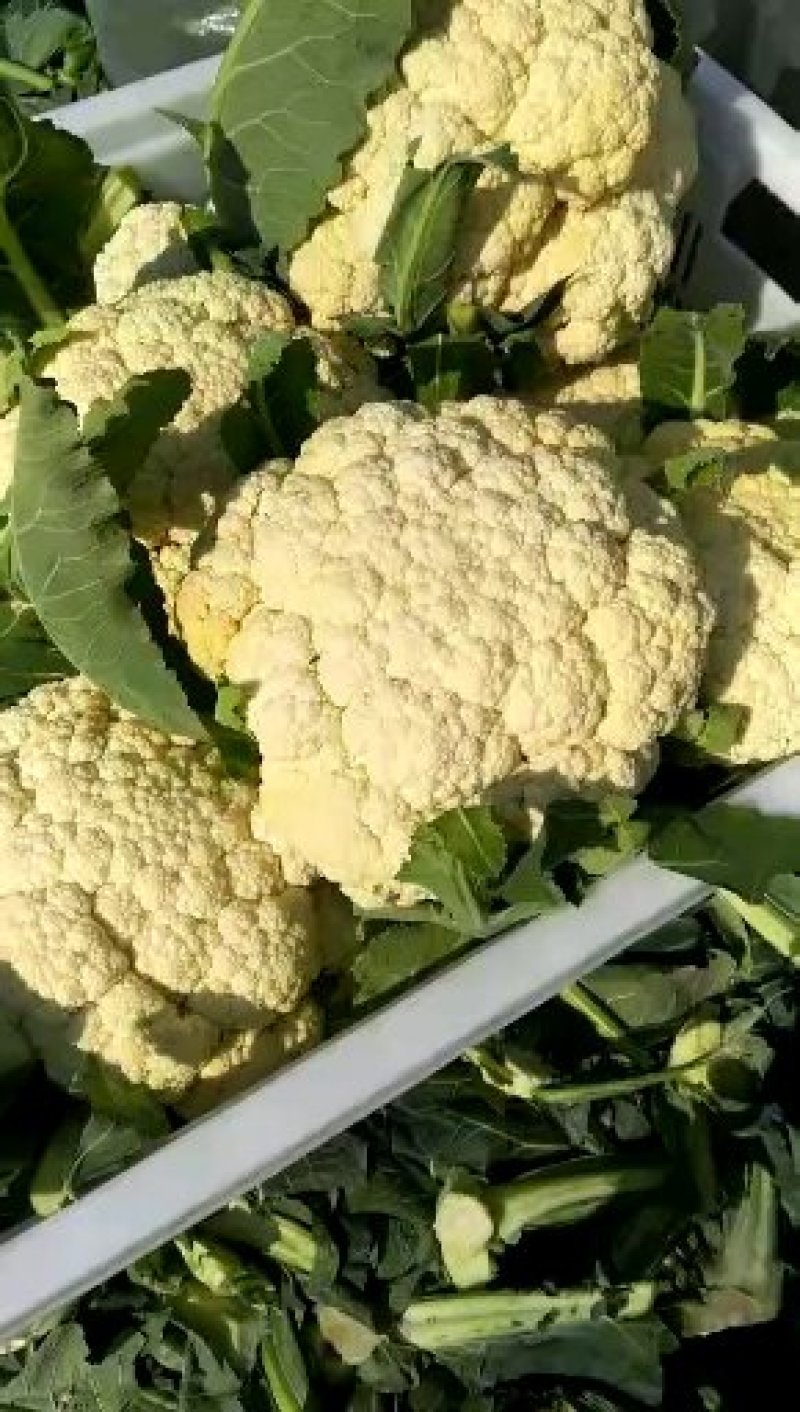 山东白面青梗有机松散花产地批发，可视频看货，支持发货