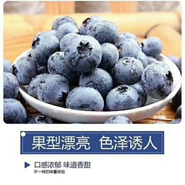 蓝莓苗蓝莓树苗基地直销品种保障保证成活长期售后