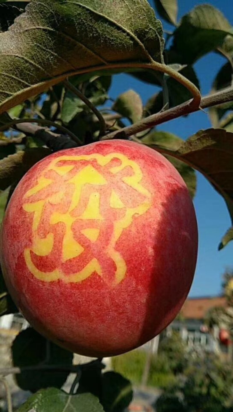 寒富苹果苗，国光苹果苗，黄元帅苹果苗，辽宁苹果苗