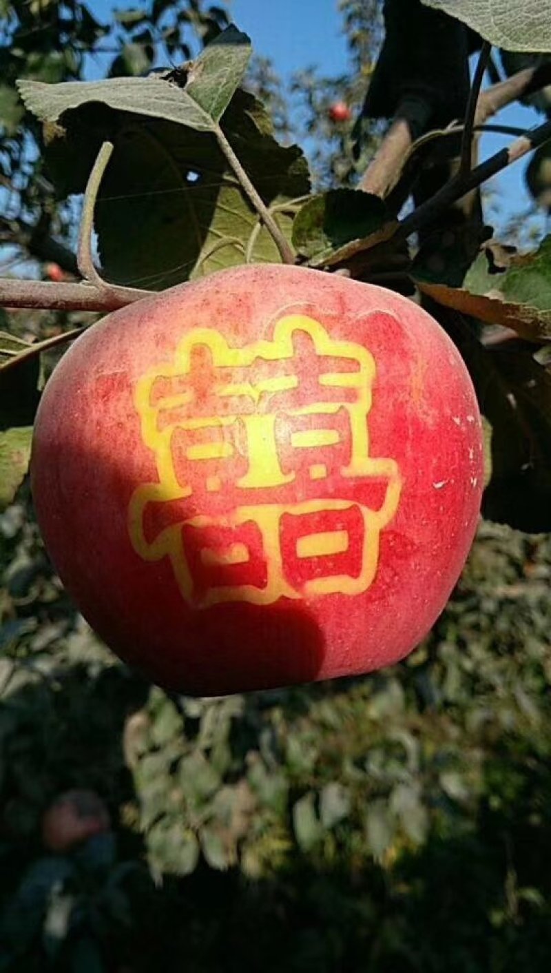 寒富苹果苗，国光苹果苗，黄元帅苹果苗，辽宁苹果苗