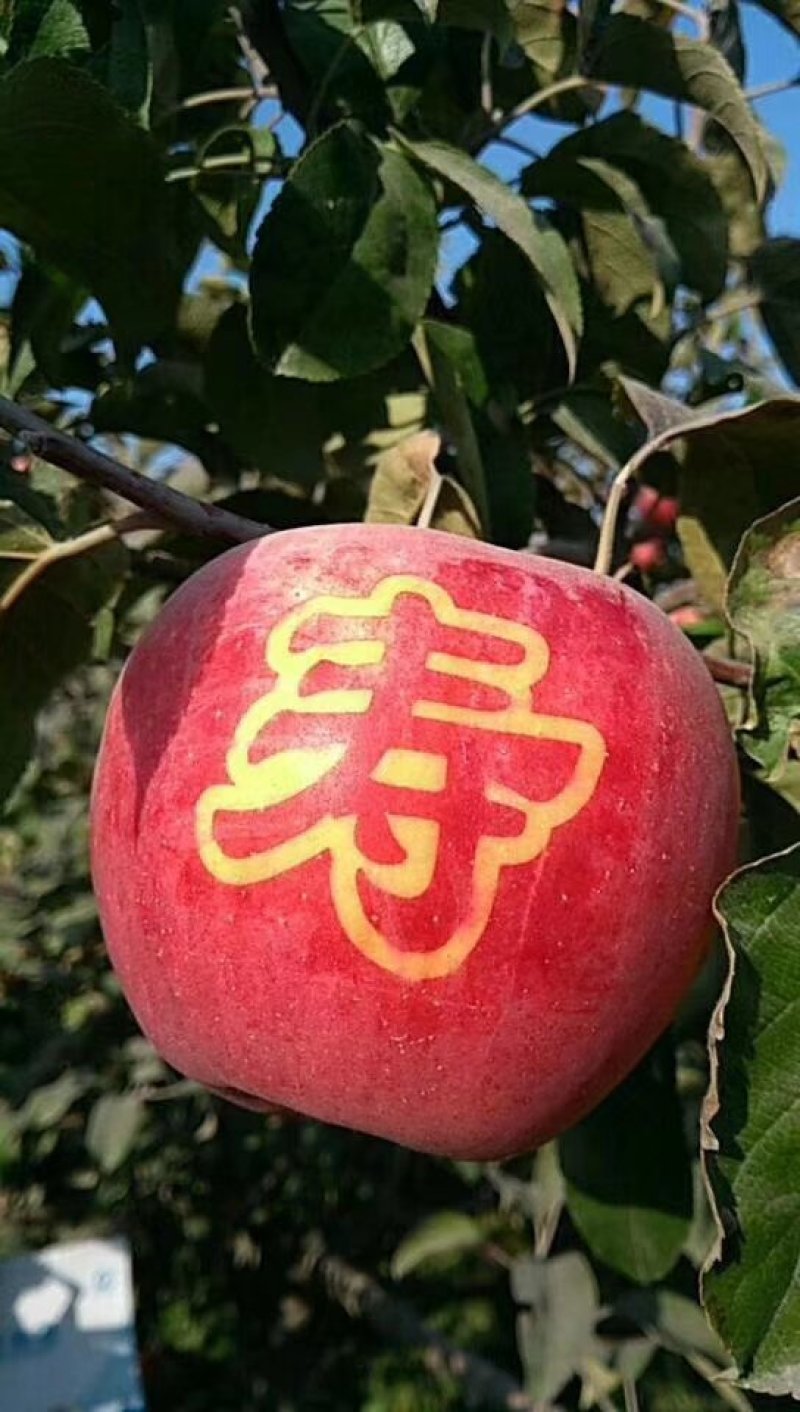 寒富苹果苗，国光苹果苗，黄元帅苹果苗，辽宁苹果苗