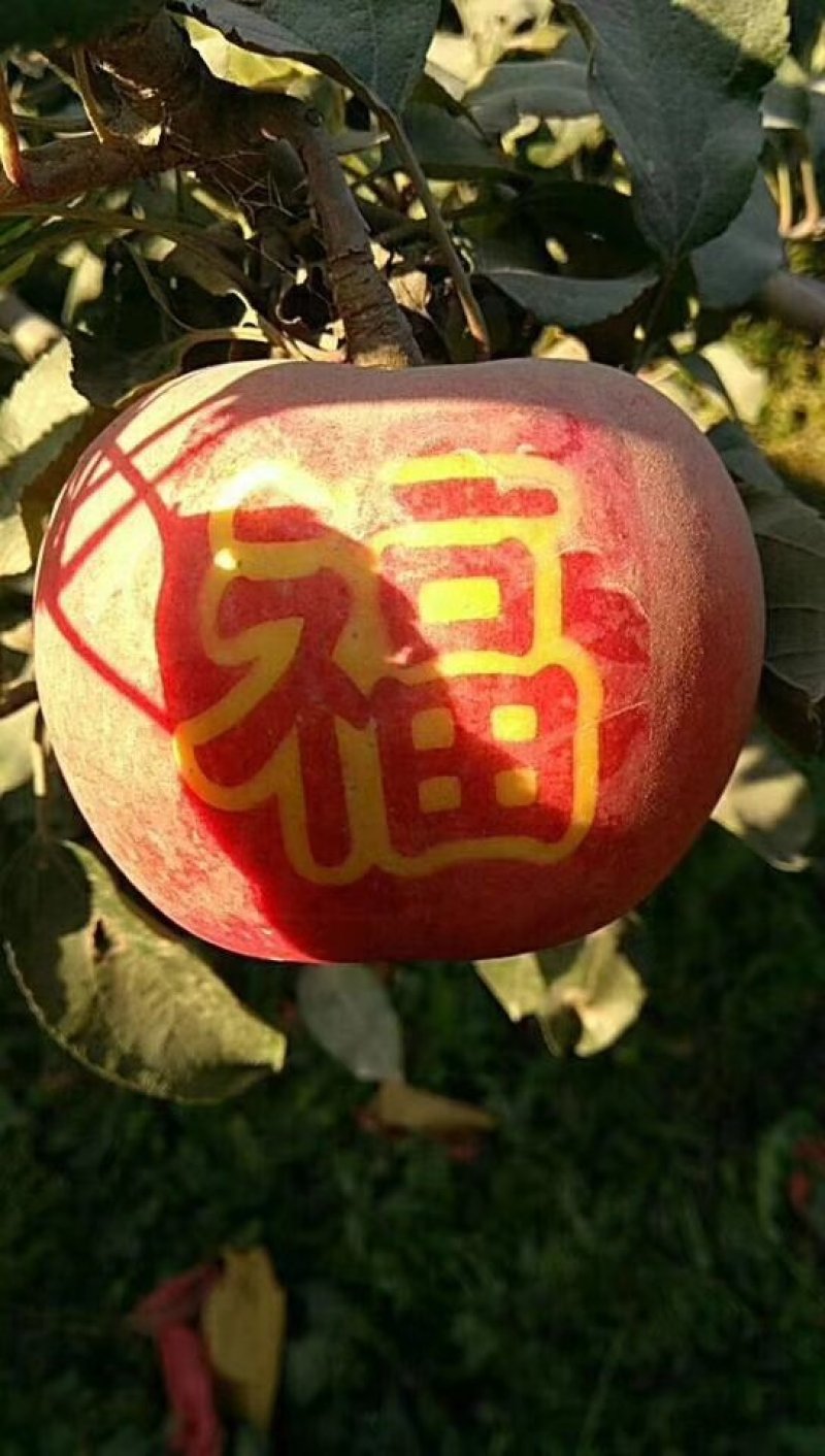 寒富苹果苗，国光苹果苗，黄元帅苹果苗，辽宁苹果苗
