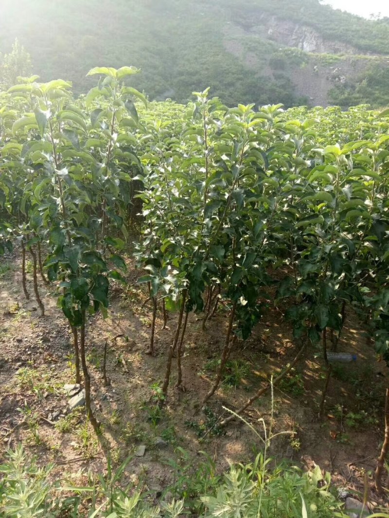 寒富苹果苗，国光苹果苗，黄元帅苹果苗，辽宁苹果苗