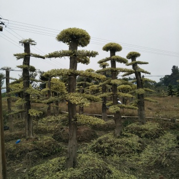 金边黄杨