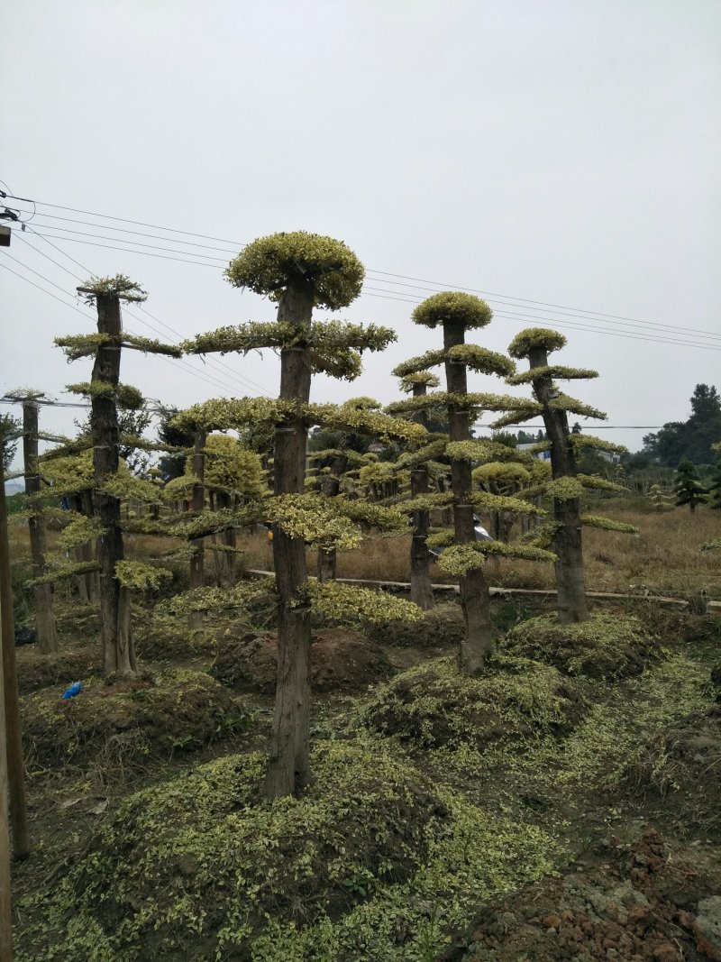 金边黄杨