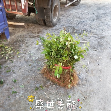 山西连翘苗1年一5年苗