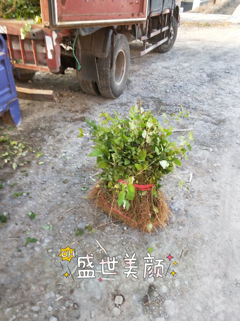 山西连翘苗1年一5年苗