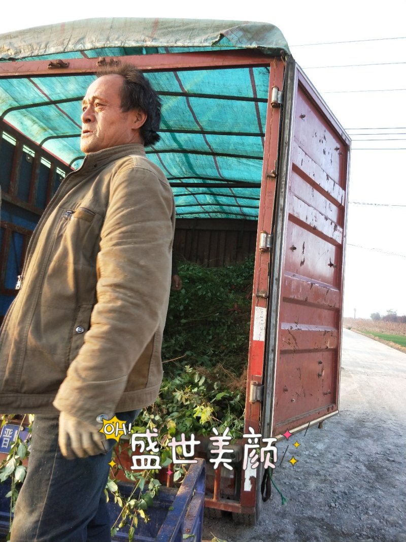 山西连翘苗1年一5年苗