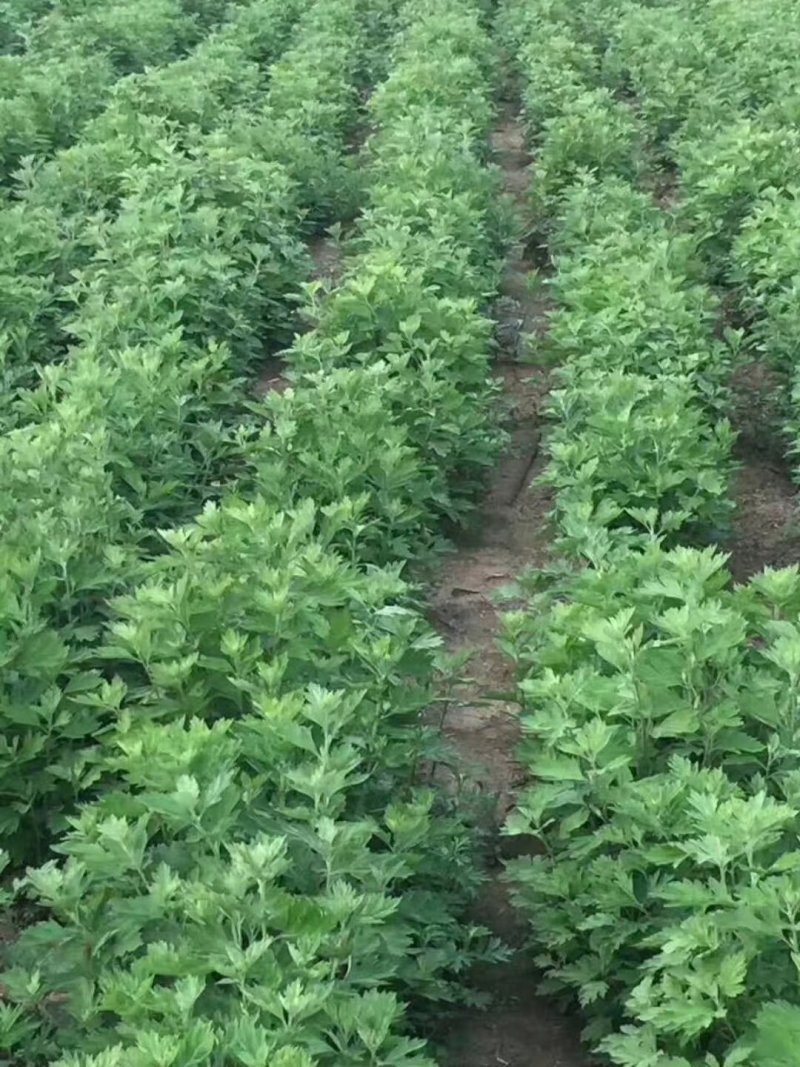优质艾渣