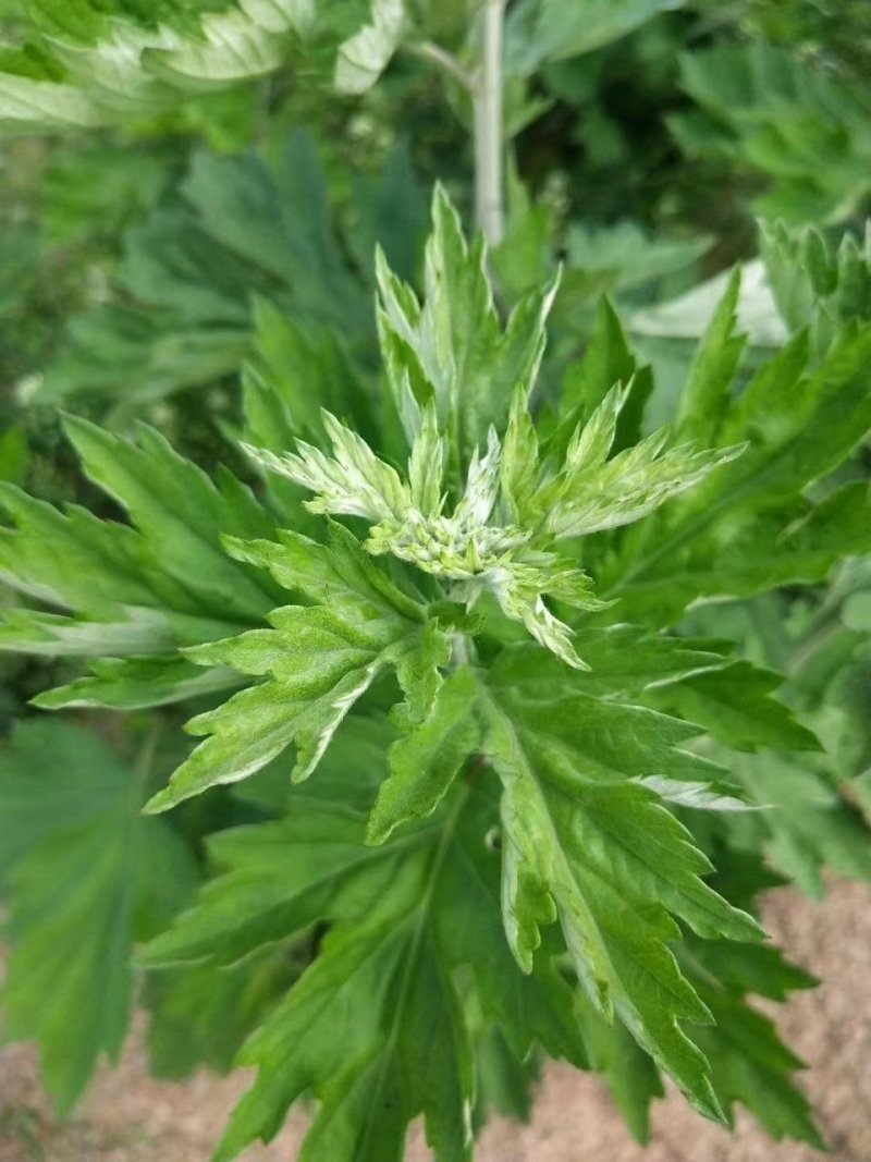 优质艾渣