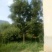 低价供应6-30公分国槐
