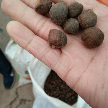 茶仔