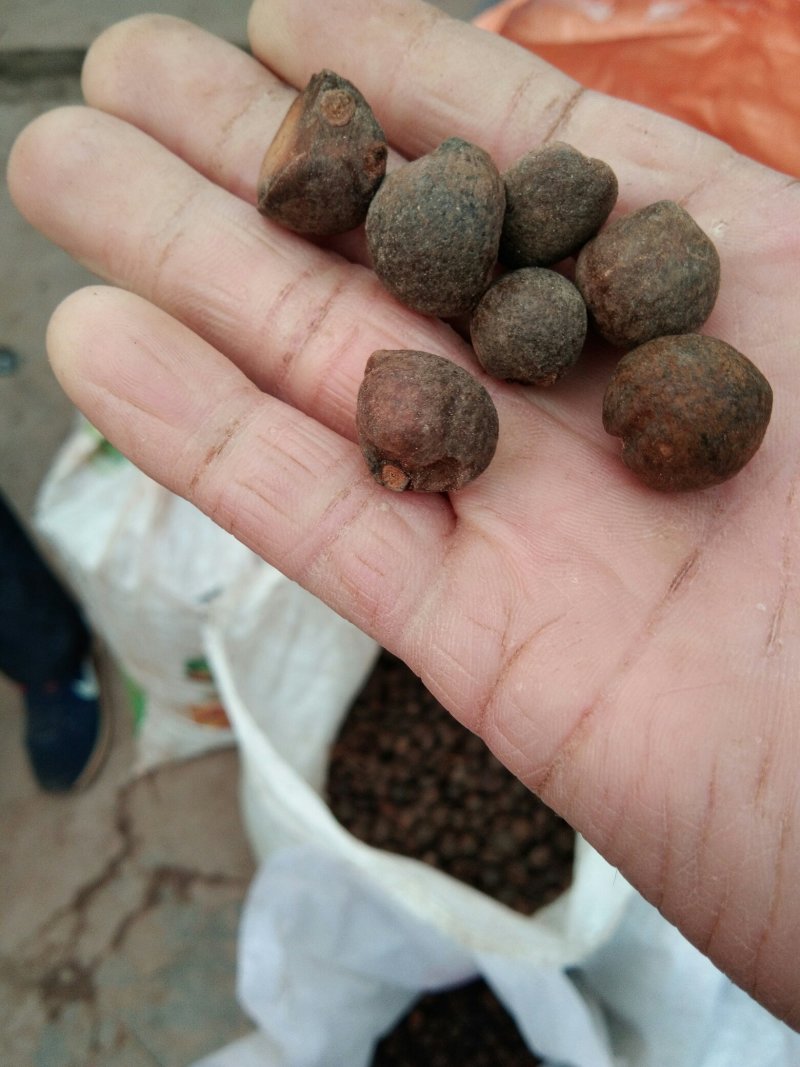 茶仔